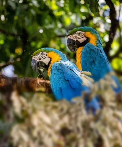 Preservação da fauna e flora do Cerrado